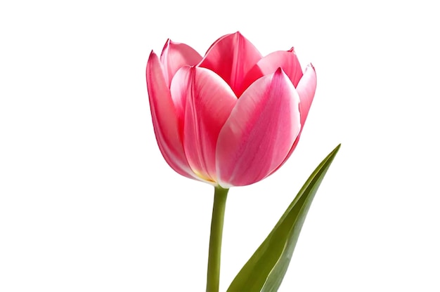 PSD une tulipe rose et blanche avec un fond blanc