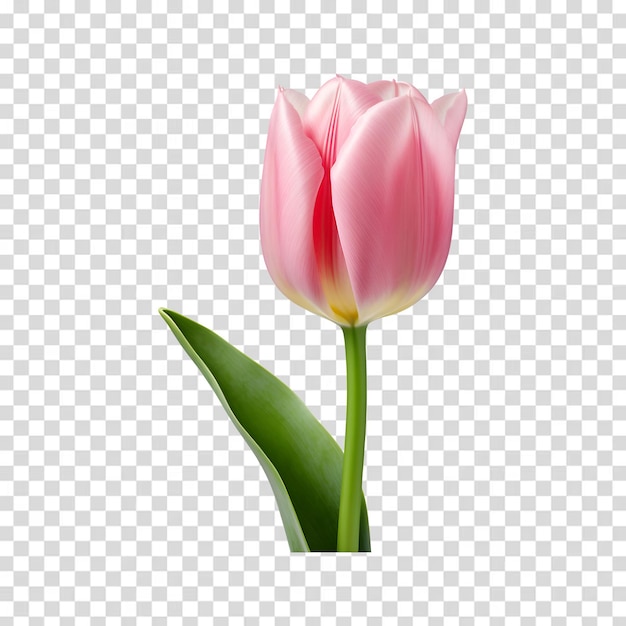 PSD une tulipe rose sur un fond blanc