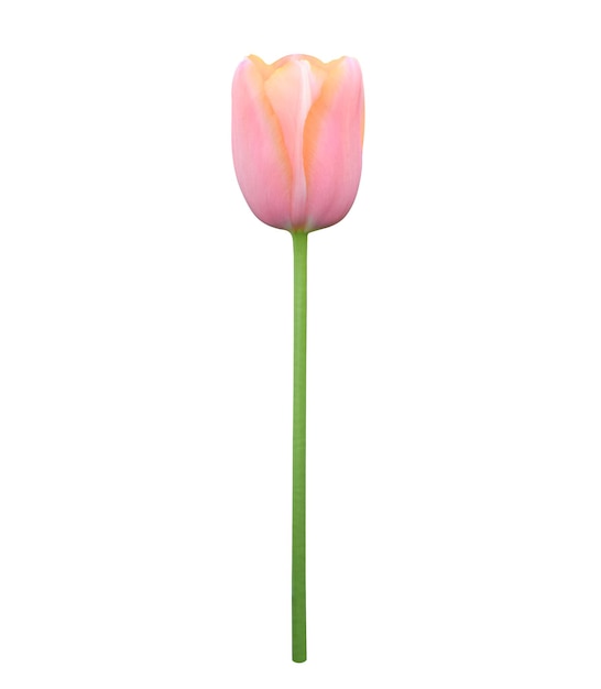 Tulipe rose isolé fichier jpg et fichier photoshop