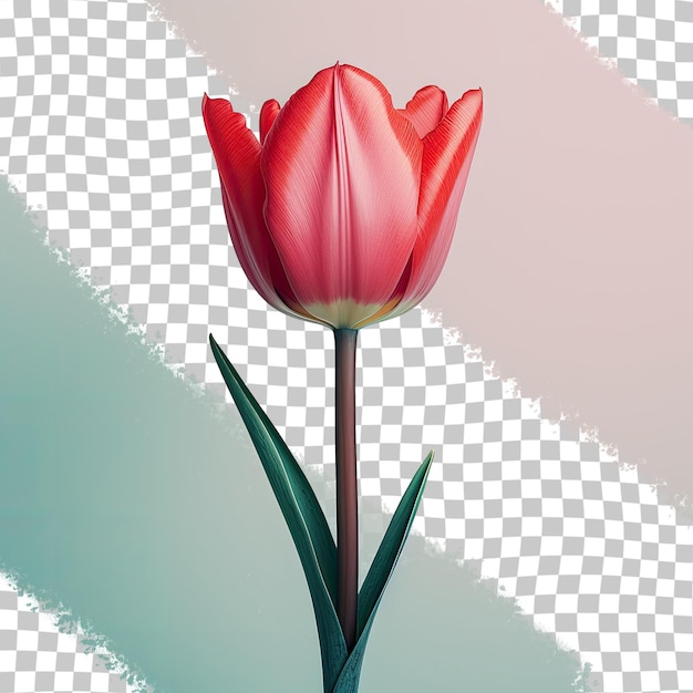 Tulipe Rouge Gros Plan Sur Fond Transparent