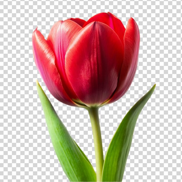 PSD tulipe rouge isolée sur un fond transparent