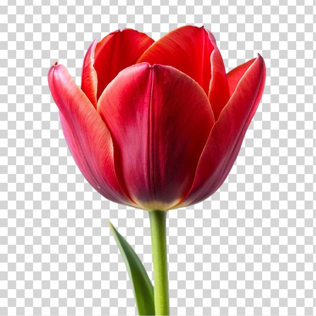 Une Tulipe Rouge Isolée Sur Un Fond Transparent