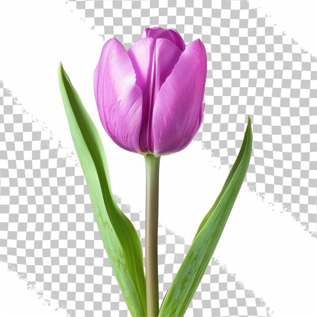 PSD une tulipe violette avec le mot tulipe en bas