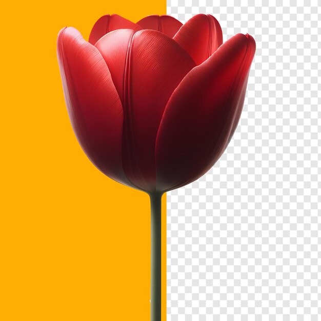 PSD tulipes rouges (psd)
