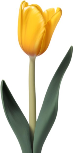 PSD tulpen-clipart ein süßes tulpenblumen-symbol