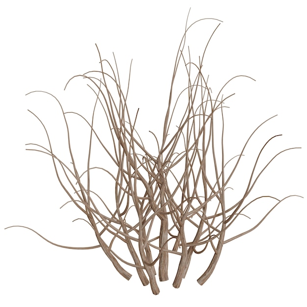 Tumbleweed in the Desert A Study of Arid Vegetation