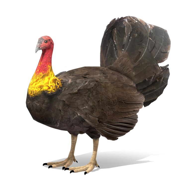 PSD turquesa de cepillo australiano