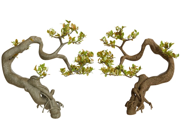 Two Bonsai Trees with Twisted Branches and Leafy Foliage