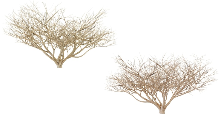 PSD two dried branches isolated on a black background perfect for nature design or decorative elements