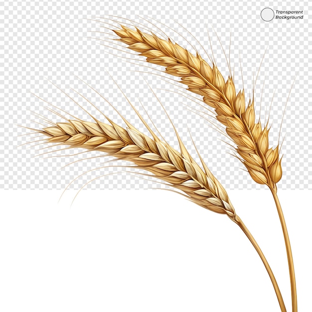 Two golden wheat ears on transparent background