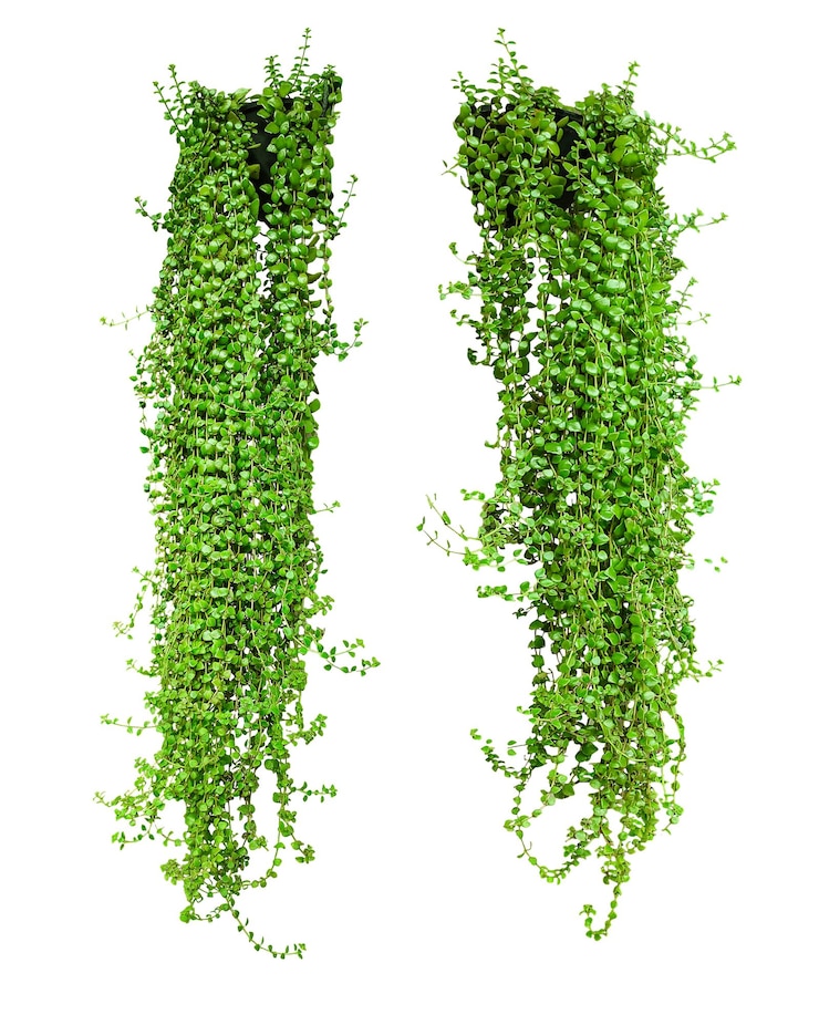 PSD two lush green trailing plants two plants a vibrant abstract green background with a floral border