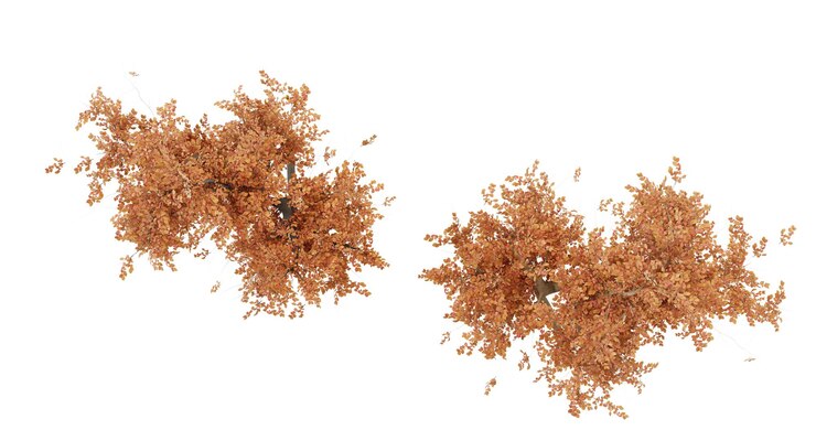PSD two orange chrysanthemum flowers