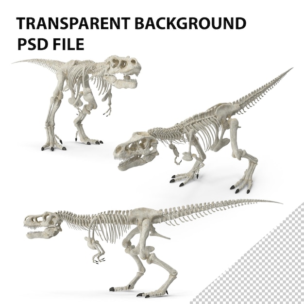 Tyrannosaurus Rex scheletro che cammina PNG