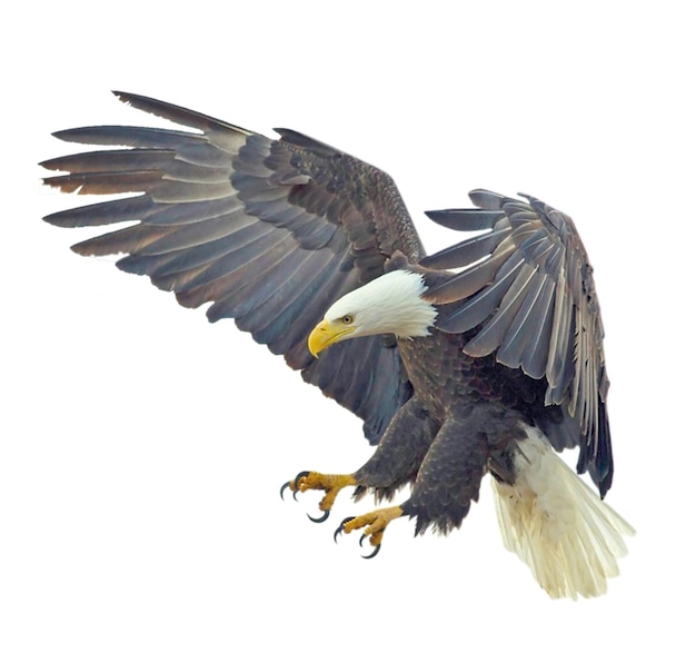uccello aquila