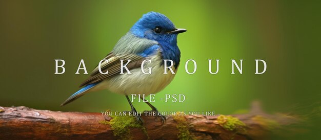 PSD ultramarine flycatcher superciliaris ficedula ein wunderschöner blauer vogel, der auf der spitze eines kleinen