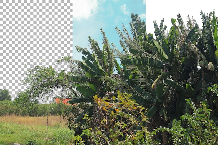 PSD um aglomerado de bananas com fundo transparente