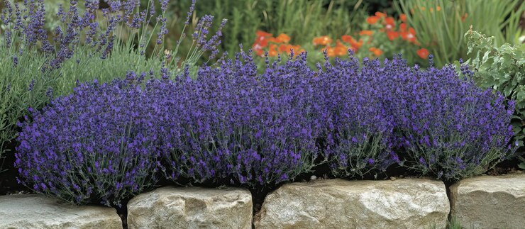 PSD um arbusto de lavanda em flor em um jardim