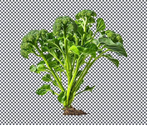 Um brócolis em germinação isolado em fundo transparente