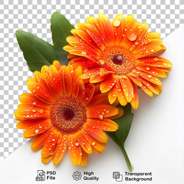 PSD um buquê de flores com gotas de água isoladas em fundo transparente