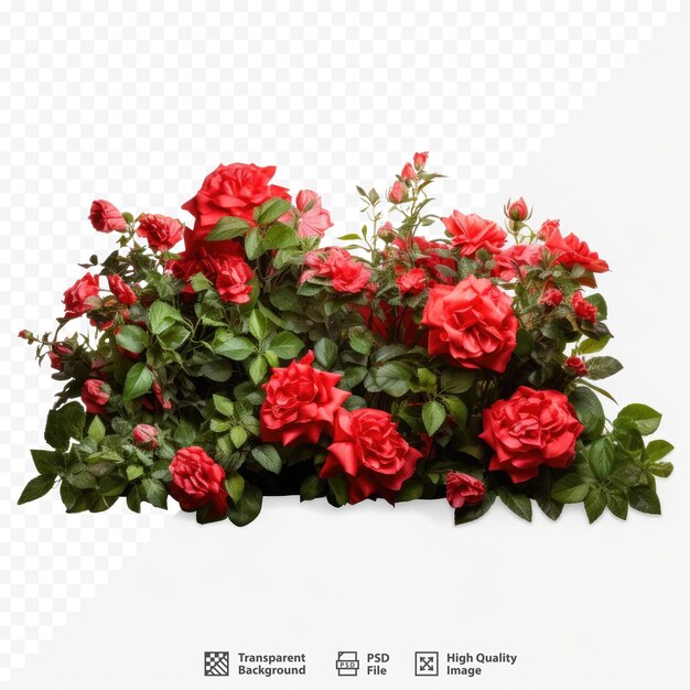 PSD um buquê de rosas vermelhas com folhas verdes e flores vermelhas.