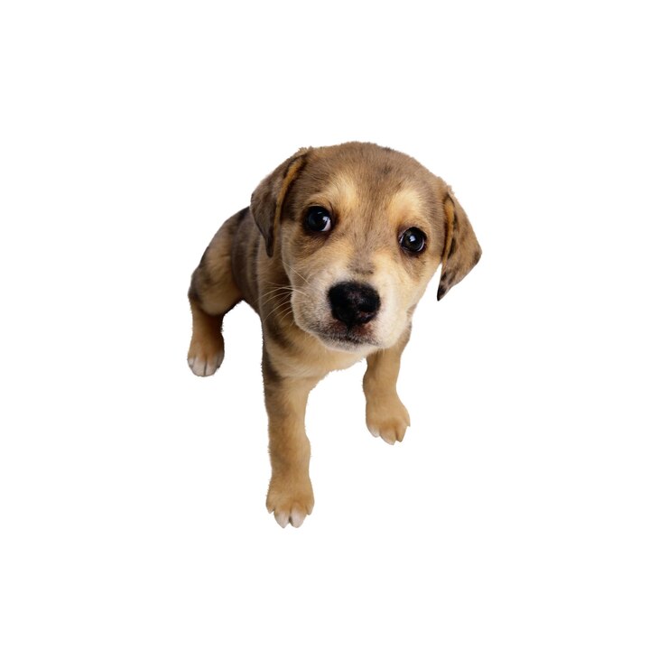 PSD um cachorrinho adorável olhando para a câmera png