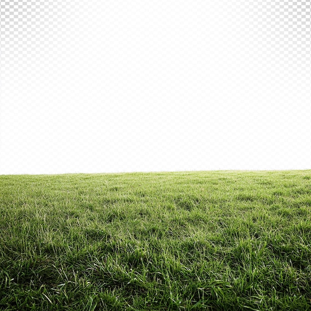 um campo de grama verde