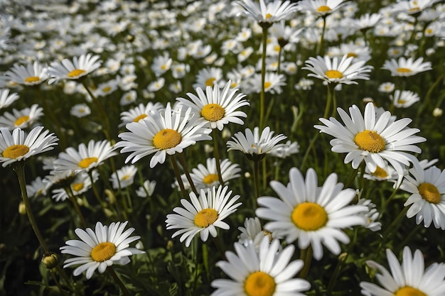 Um campo sereno de margaridas brancas em flor