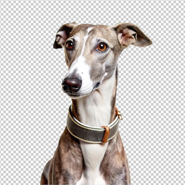 Um cão com uma coleira que diz "o cão"