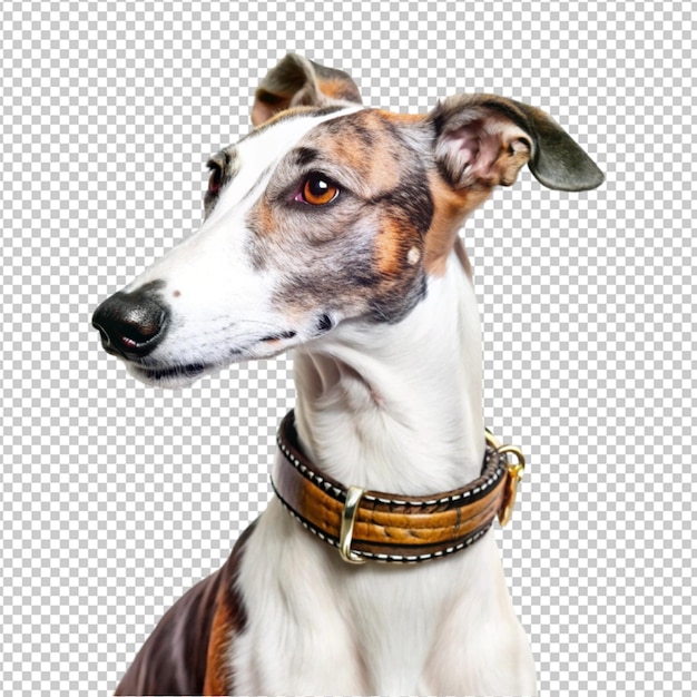 Um cão com uma coleira que diz " o nome do cão "