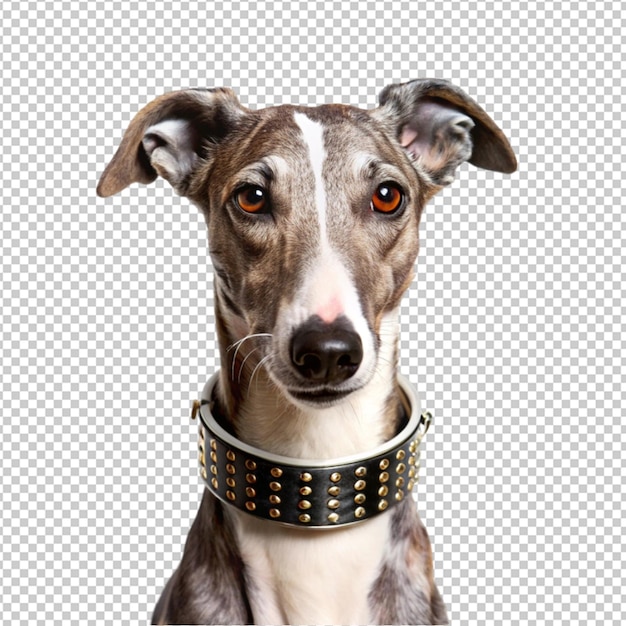 um cão com uma coleira que diz uma citação sobre ele