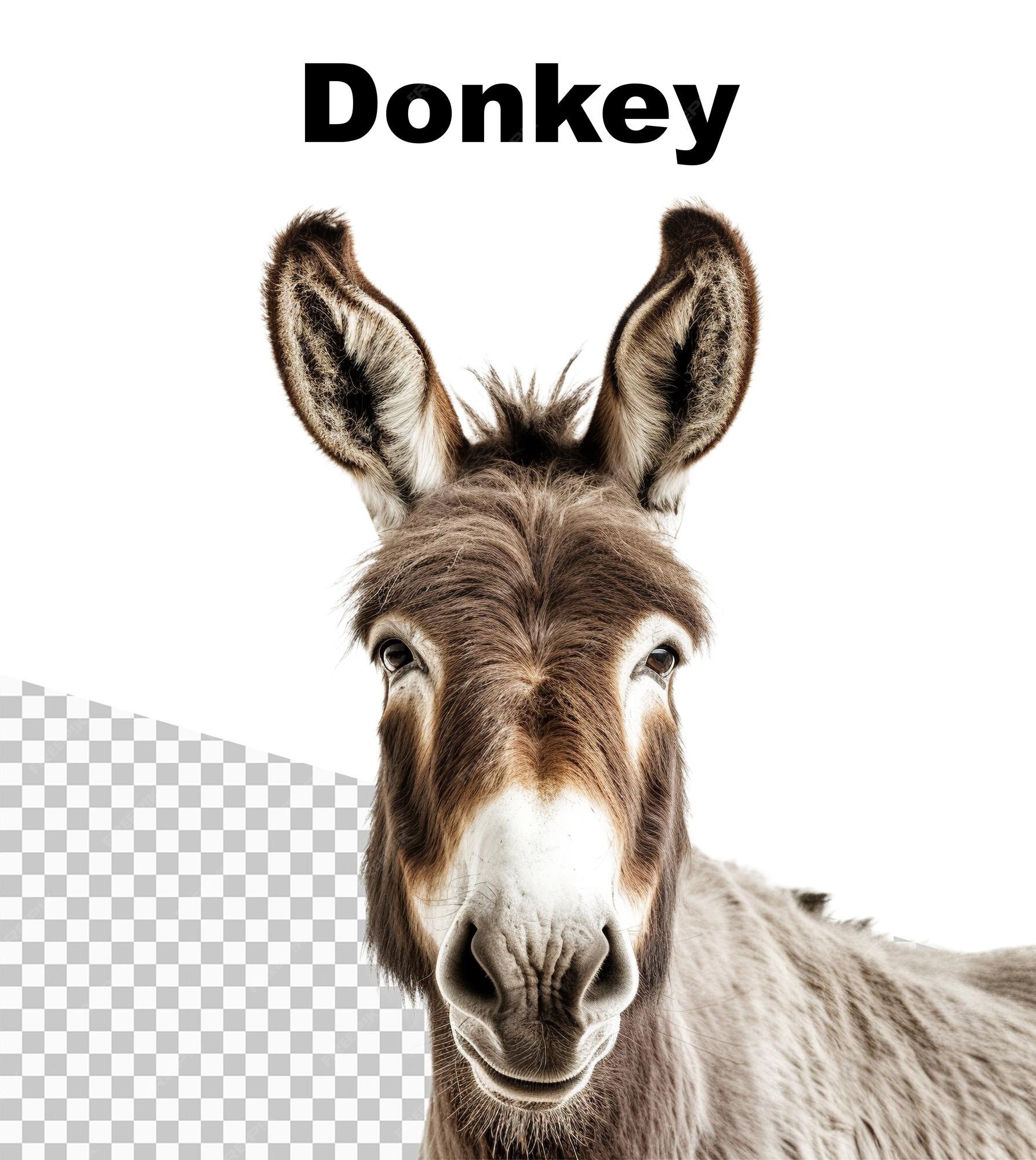 Burro Em Movimento Clipart PNG , Clipart De Burro, Burro, Clip Art Burro  Imagem PNG e PSD Para Download Gratuito