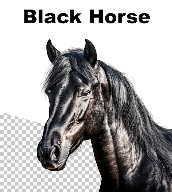 PSD um cavalo com um cavalo preto na capa.