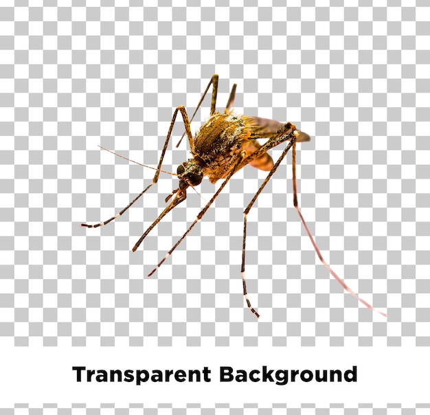 Um close de um mosquito