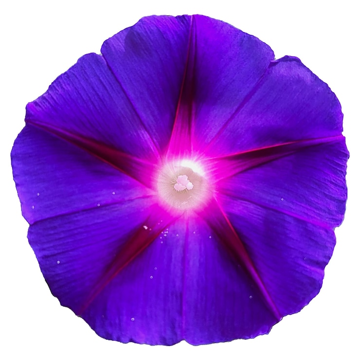 PSD um close-up de uma flor de glória matinal azul e roxa vibrante em plena floração