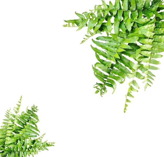 um close-up de uma planta de samambaia com um fundo branco