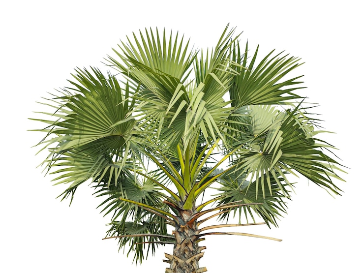 PSD um close-up detalhado de uma palmeira com folhas verdes exuberantes contra uma palmera transparente de fundo