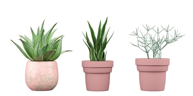 Um conjunto de plantas em vasos rosa com um que diz aloe vera.