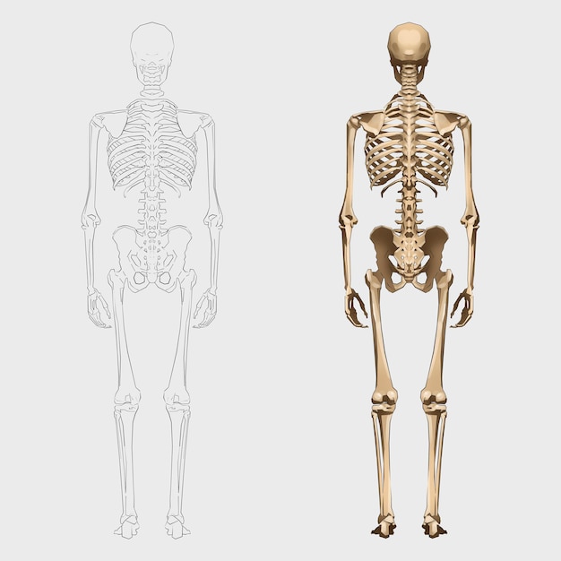 Um desenho de um esqueleto humano com vista para trás