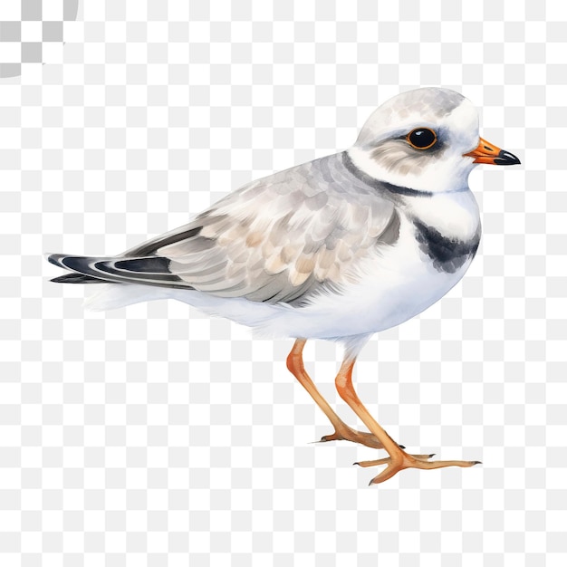 Um desenho de um pássaro com bico amarelo e penas pretas e brancas - desenho de um pássaro png download
