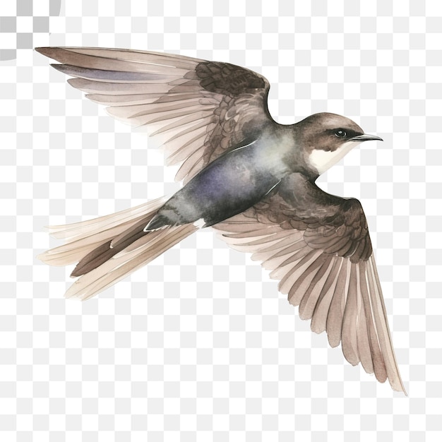 Um desenho de uma andorinha - beija-flor png download