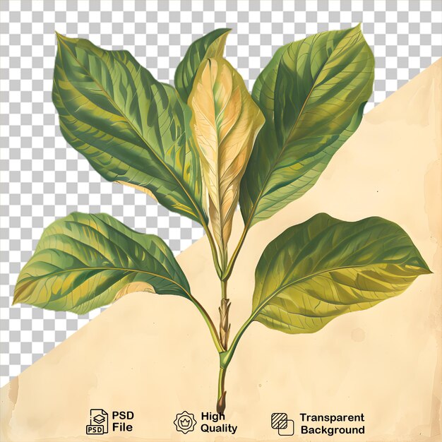 PSD um desenho de uma planta em fundo transparente