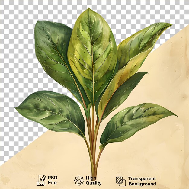 PSD um desenho de uma planta em fundo transparente