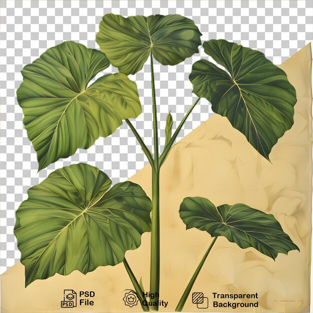 Um desenho de uma planta em fundo transparente