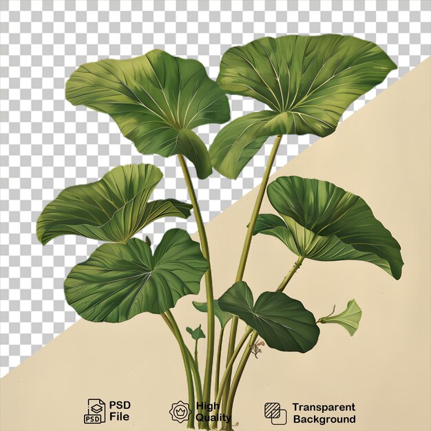 Um desenho de uma planta em fundo transparente