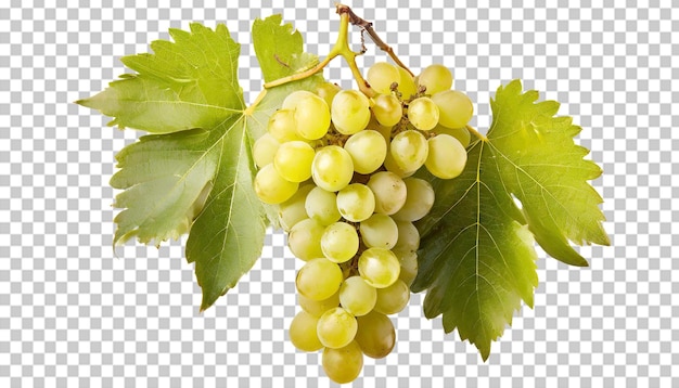 PSD um feixe de uvas verdes isoladas em um fundo transparente