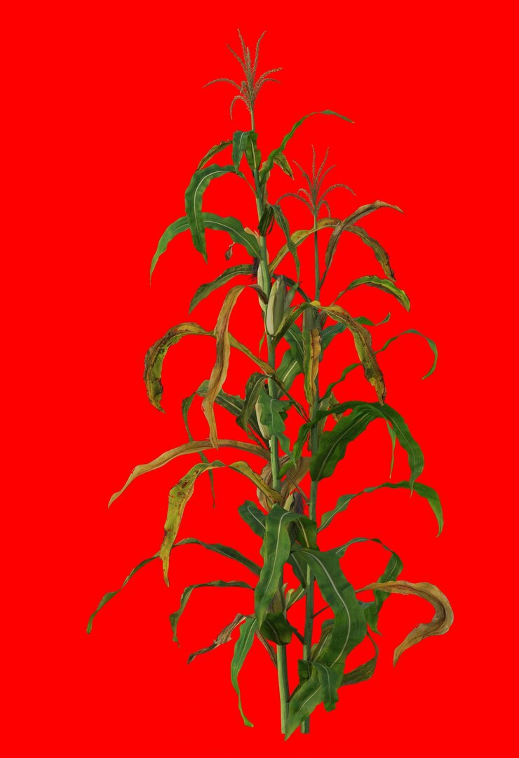 PSD um fundo vermelho com uma planta que tem folhas verdes sobre ele