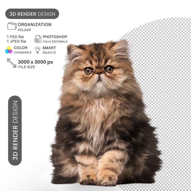 Um gatinho bonito à tua espera.