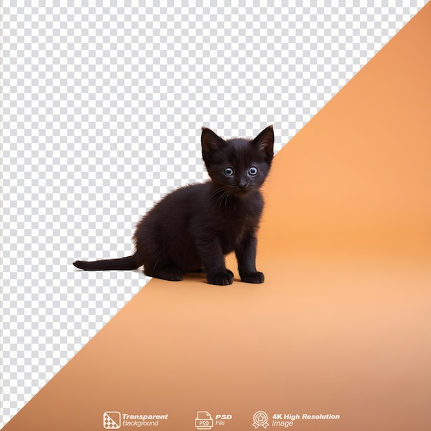 PSD um gatinho preto solitário e isolado.