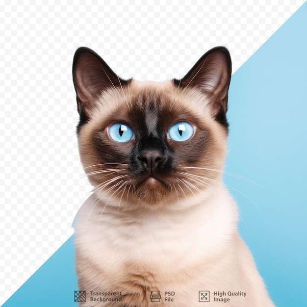 PSD um gato com olhos azuis e um olho azul.