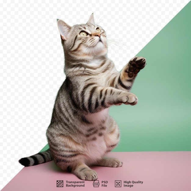 PSD um gato com um fundo verde que diz 